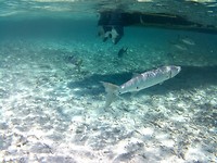 Barracuda