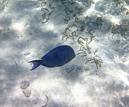 Caribische doktersvis