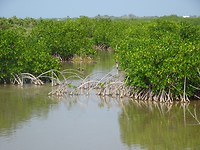 Mangrovebossen