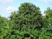 Mango boom