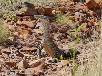 Varaan
