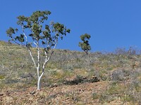 Ormiston Gorge