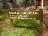 Opvanghuis voor gewonde Koala '