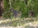 De kangaroes