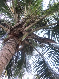 Ghana spine visit 2016