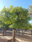 Mezquita3
