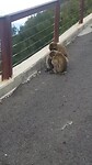 Puppy ape
