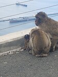 Ape1