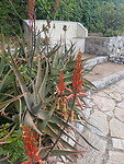 Garden1