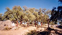 Cork oaks