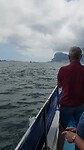 Dolfijn3