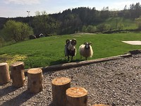 Sheep at Hogetveits Naturcamp