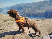 Aily on Preikestolen