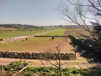 Barock Pinto horse breeding farm