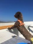 Aily the sailordog