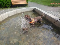 Aily, always in the water... Trondheim
