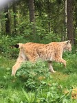 Lynx