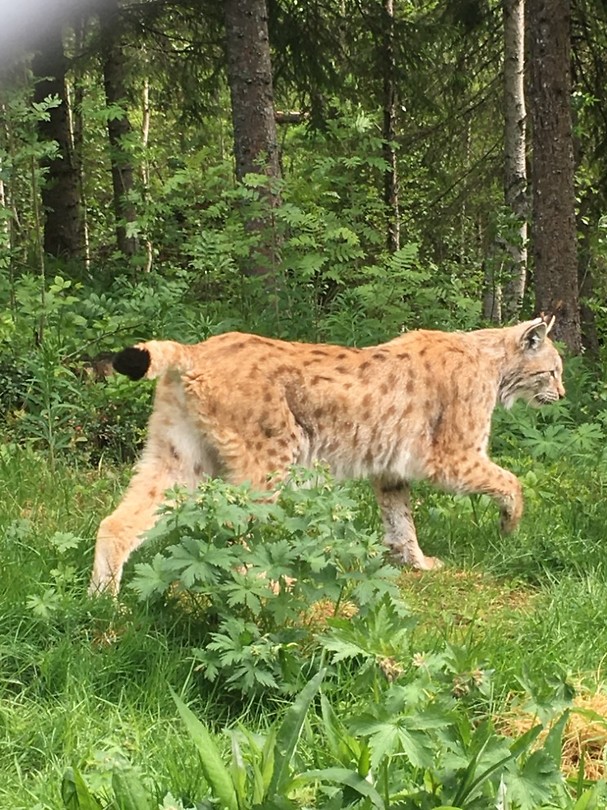 Lynx