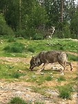 Wolves