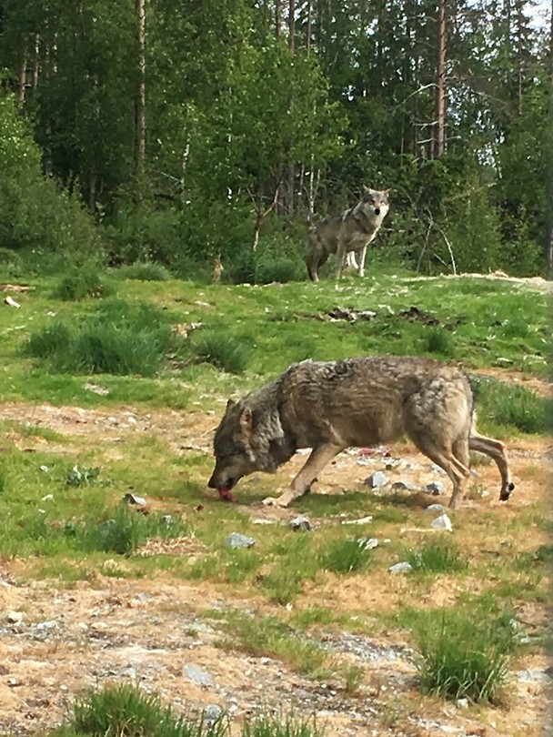 Wolves