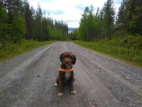 Aily, close to Tärnaby camping