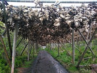 Stockfish detail