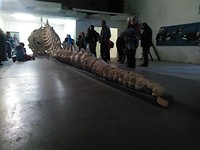 whale skeleton