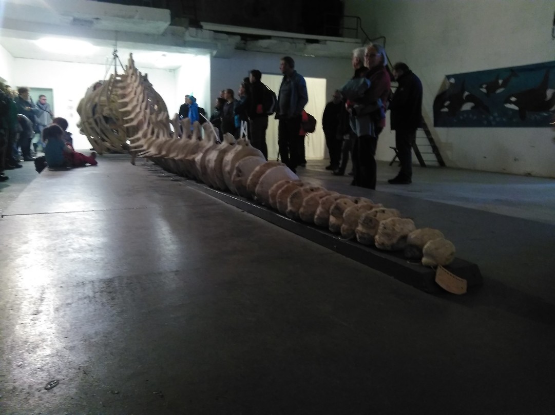whale skeleton