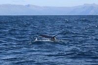 Whale