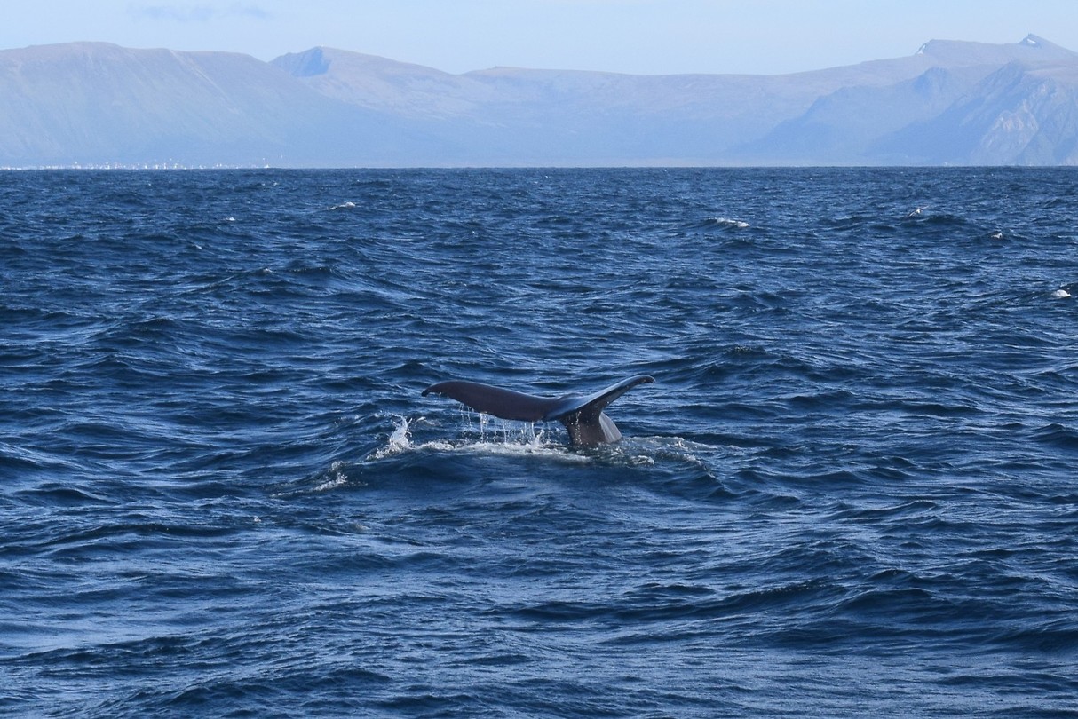 Whale