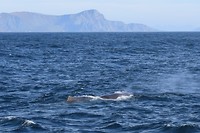 Whale2