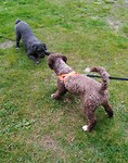 Aily and another Spanish waterdog