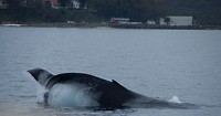 walvis