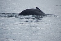 walvis