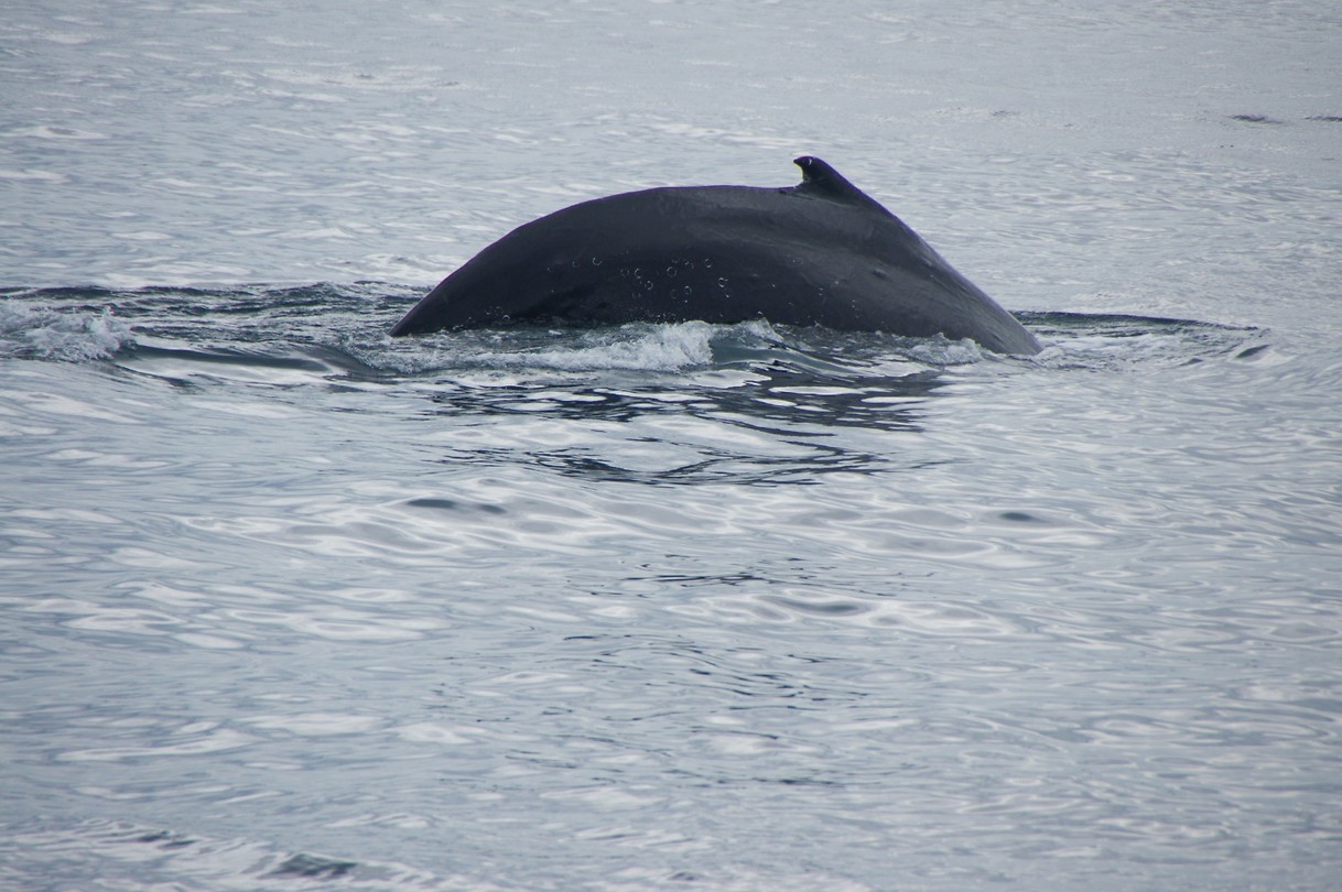 walvis