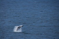 Walvis