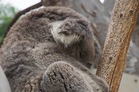 Slapende koala