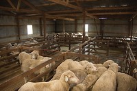 Schapen