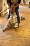 Boer James aan het scheren