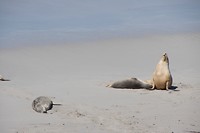 Zeehonden