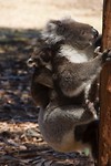 Moeder Koala met kind