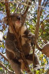 Luie koala