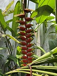 Papegaaienbloem