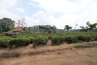 Theeplantage