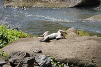 Lazy monkey