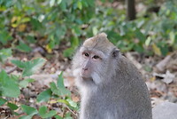 Monkey forest
