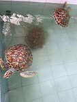 Schildpadden