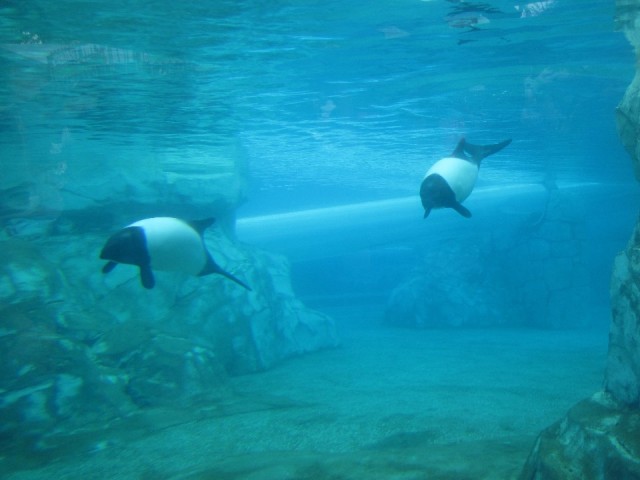 Aquatica 1