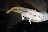 IMG_2839