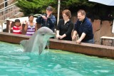 Dolphin encounter, Sea world